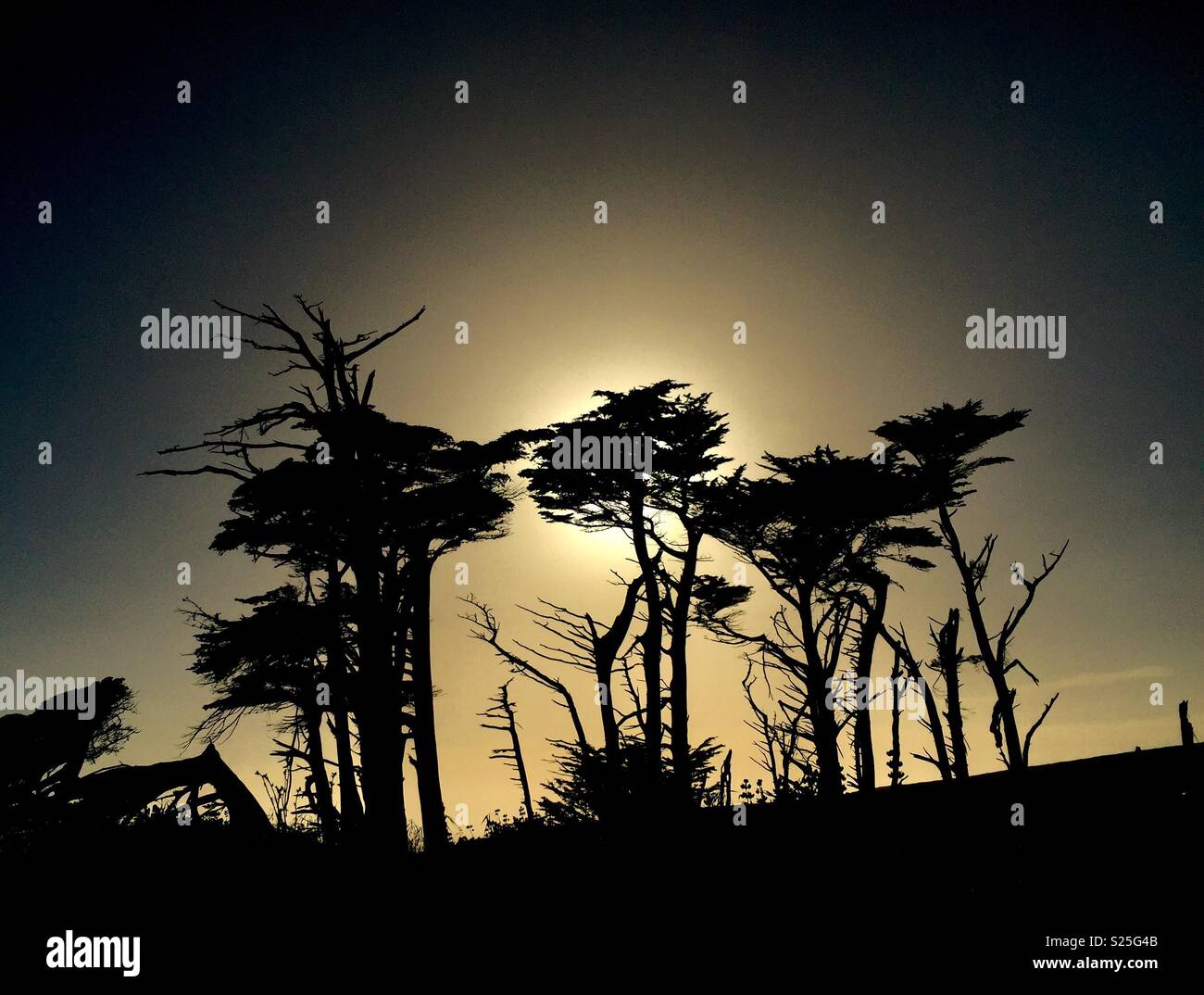 Alberi di cipresso in silhouette su Tomales Point, Point Reyes National Seashore. California. - Immagine stock catturata con smartphone