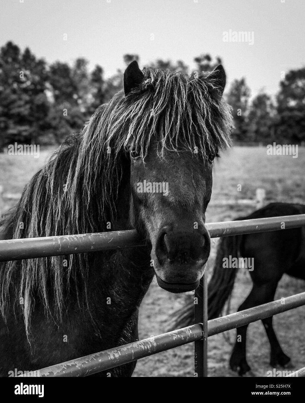 Un giovane curioso cavallo islandese mare si affaccia su una porta. Foto Stock