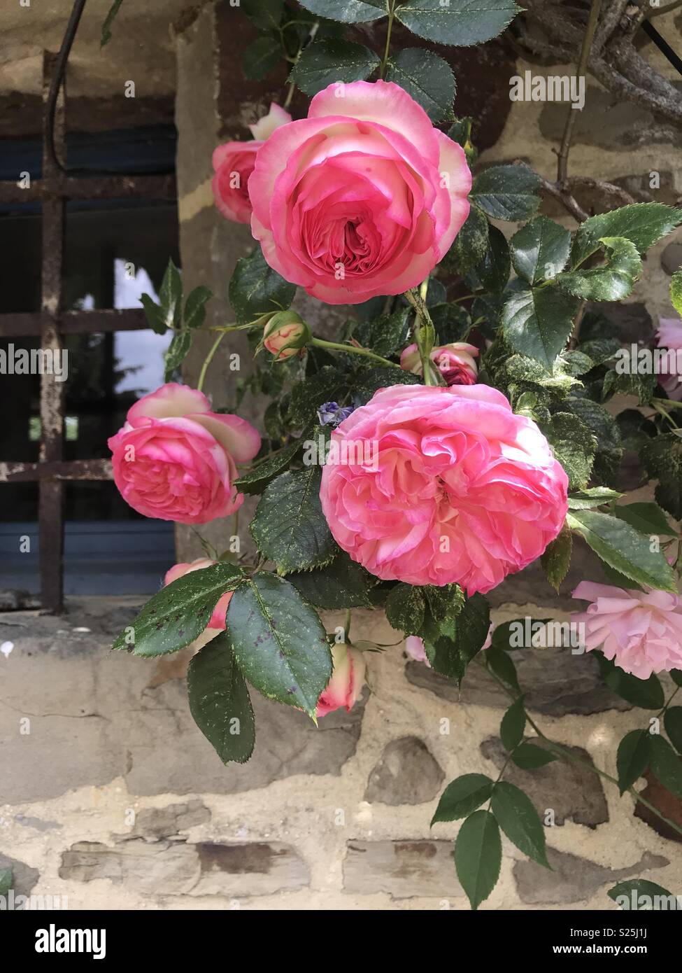 Rosa rose rampicanti su casa francese muro di pietra con reticolo ferro su finestra Foto Stock