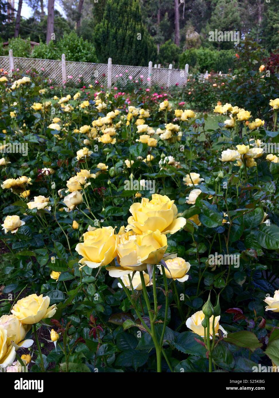Rosas amarillas, rosa gialla. Golden Gate Park di San Francisco in California Foto Stock