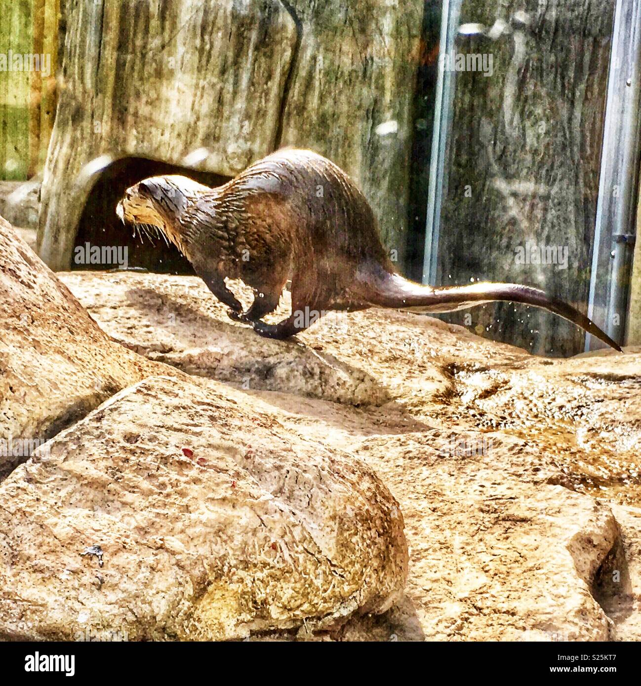 Otter in esecuzione al di fuori del pool su rocce allo zoo - Immagine stock catturata con smartphone