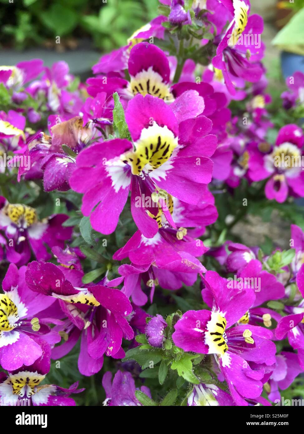 Erysimum Bowles fiori malva Foto Stock