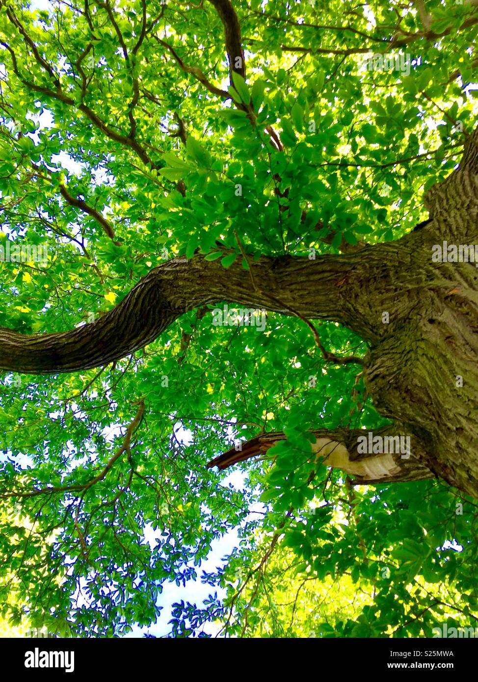 Cercando nei rami di un antico castagno su un giorno di estate Foto Stock