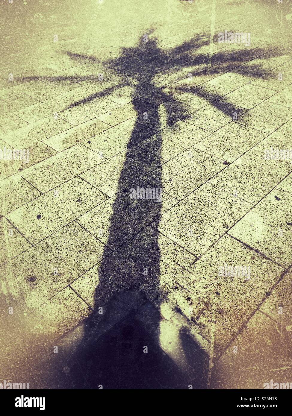Palm tree ombra sul lungomare Foto Stock