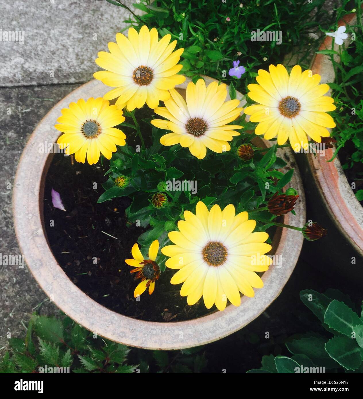 Fiori gialli in una pentola Foto Stock