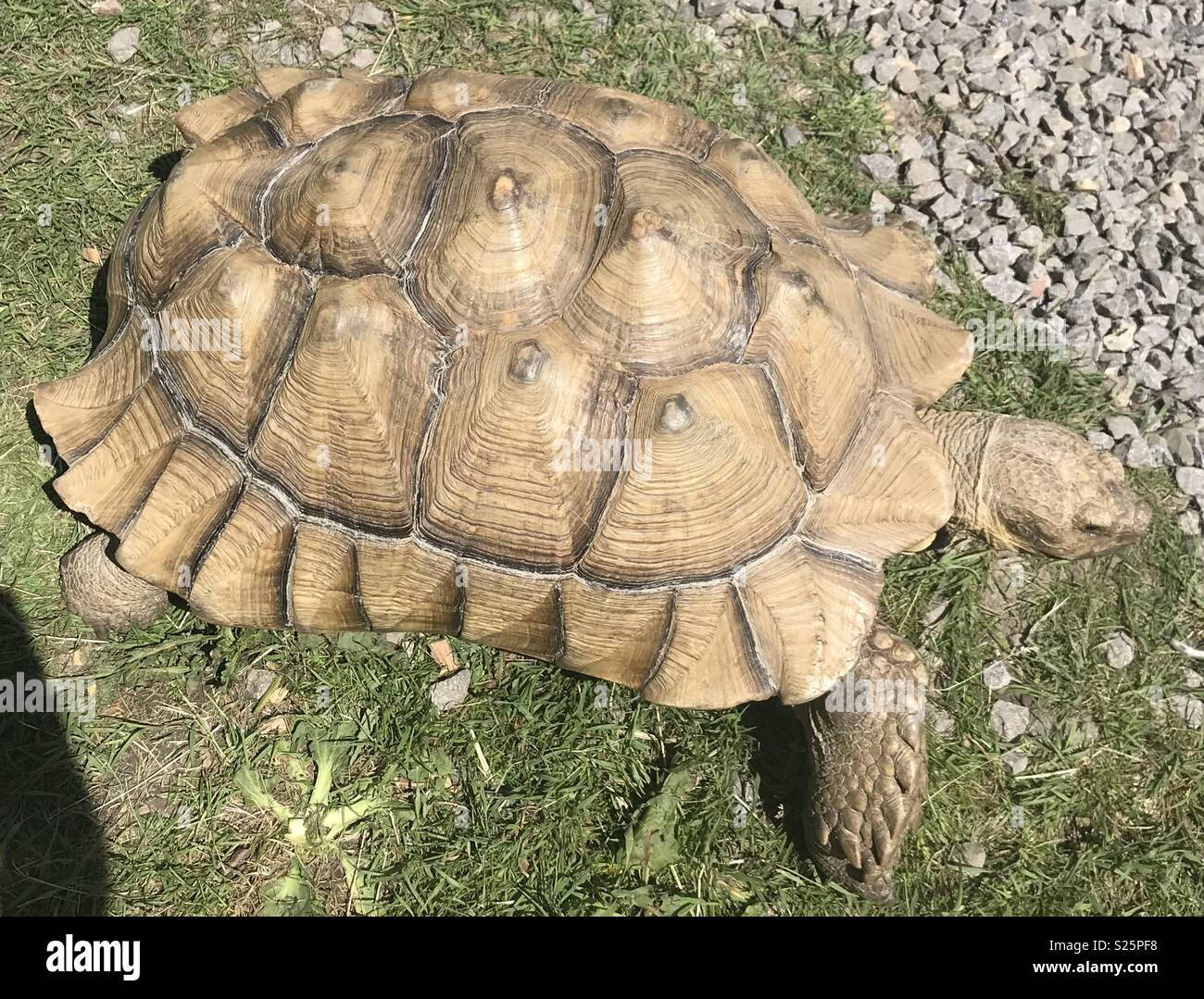 Tartaruga gigante - Immagine stock catturata con smartphone