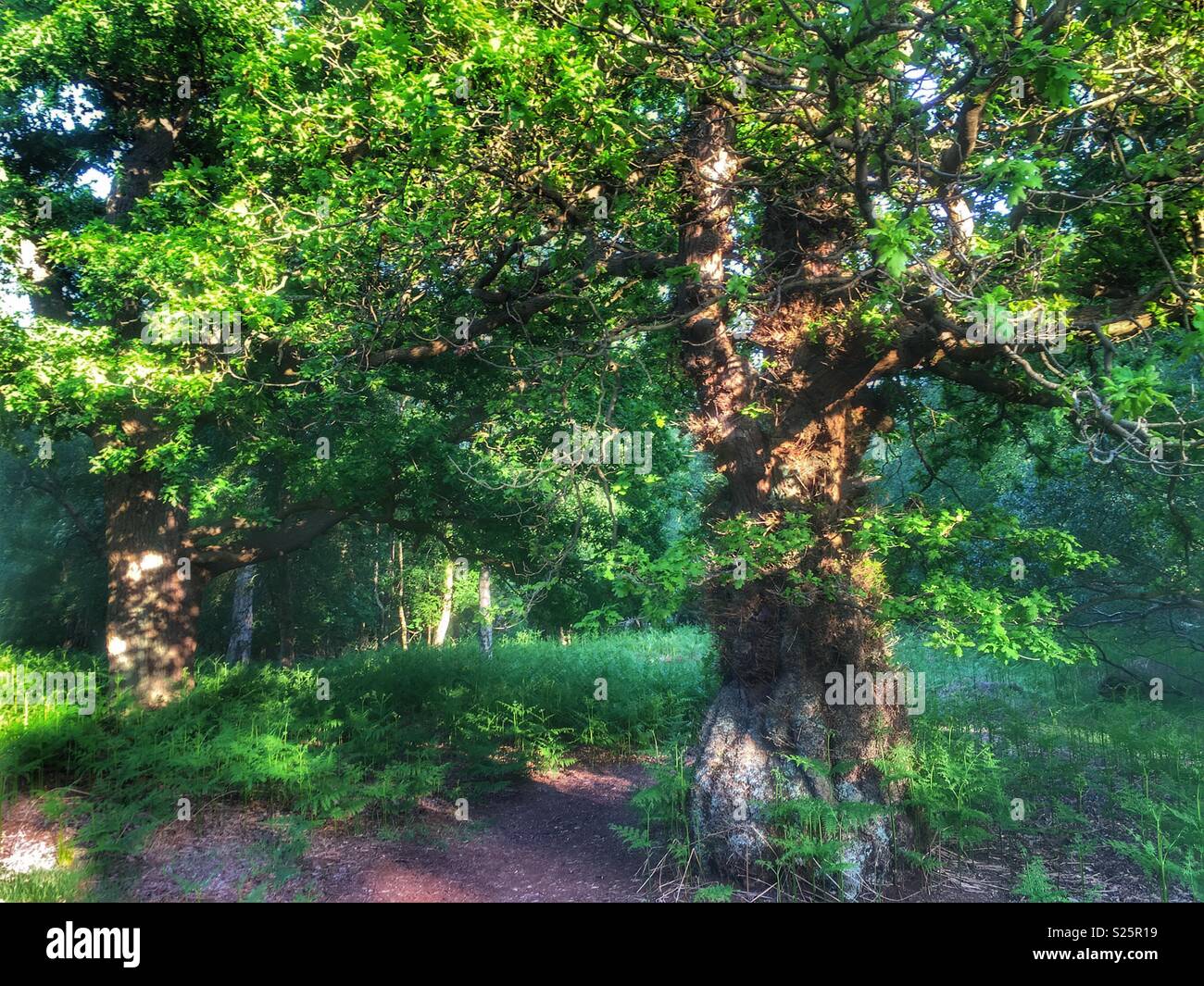 Antichi boschi Sudbourne Suffolk in Inghilterra. - Immagine stock catturata con smartphone