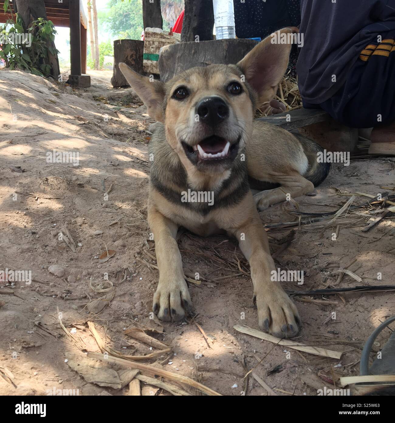 Cane in Cambogia cercando felice Foto Stock