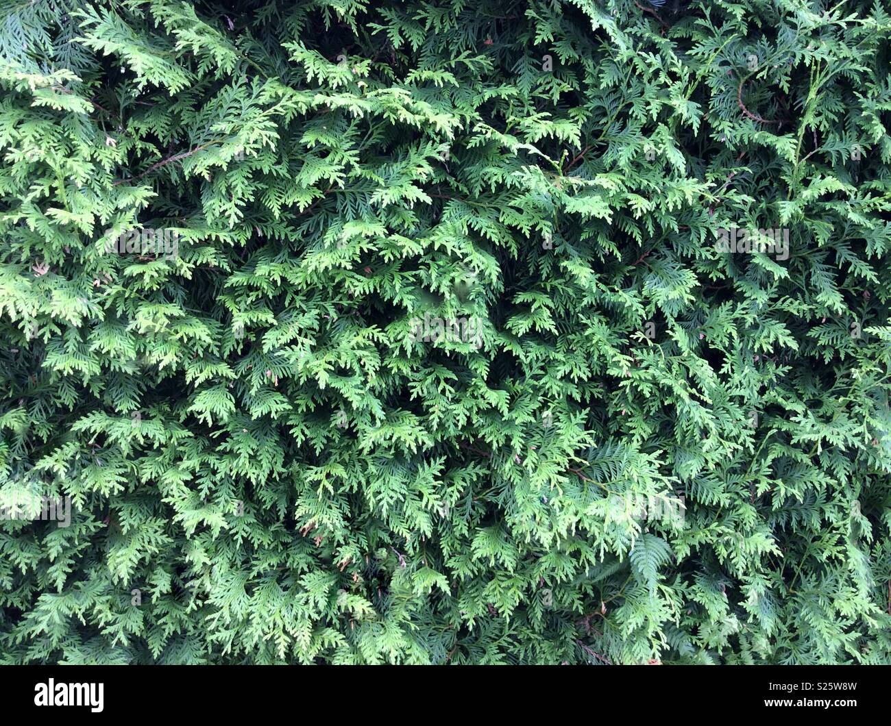 Formt orizzontale immagine di thuja hedge Foto Stock