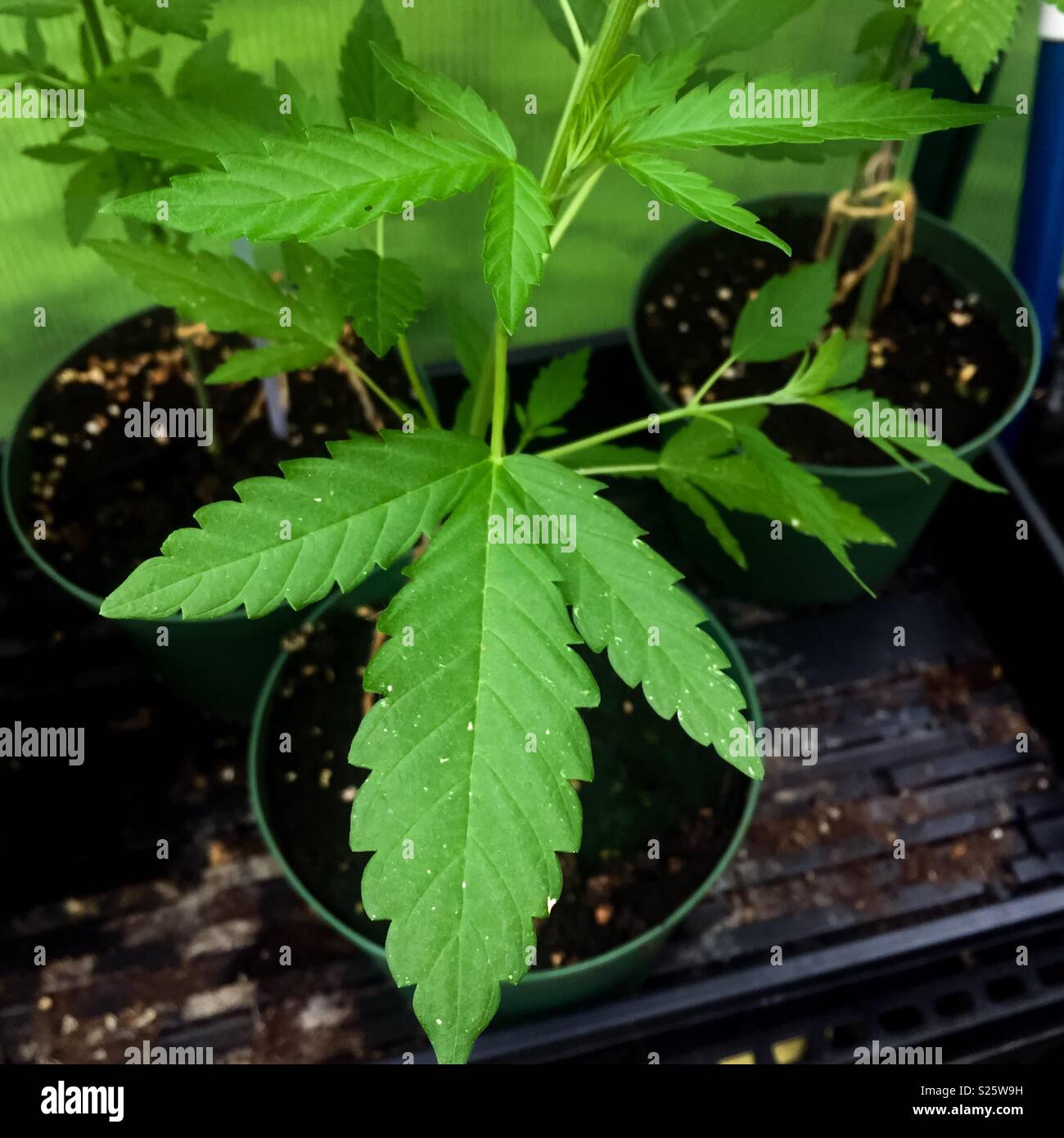 Tre giovani piante di marijuana - Immagine stock catturata con smartphone