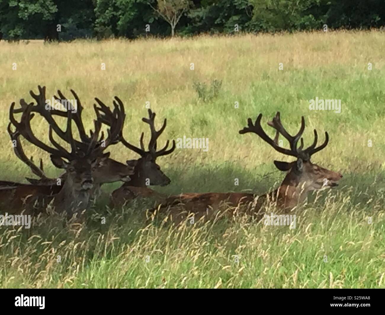 Tatton Park Foto Stock