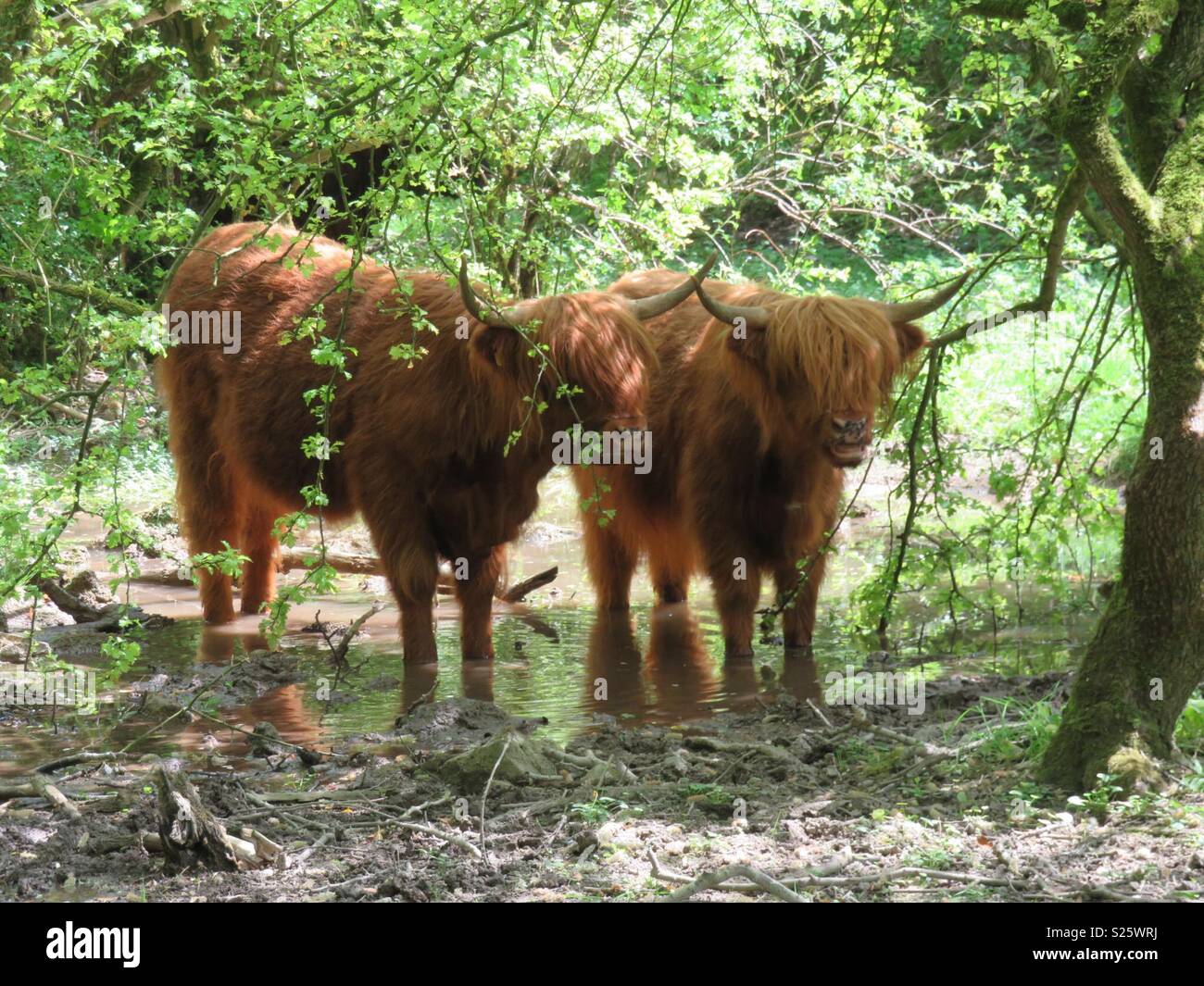 Highland bovini il raffreddamento in ombra - Immagine stock catturata con smartphone