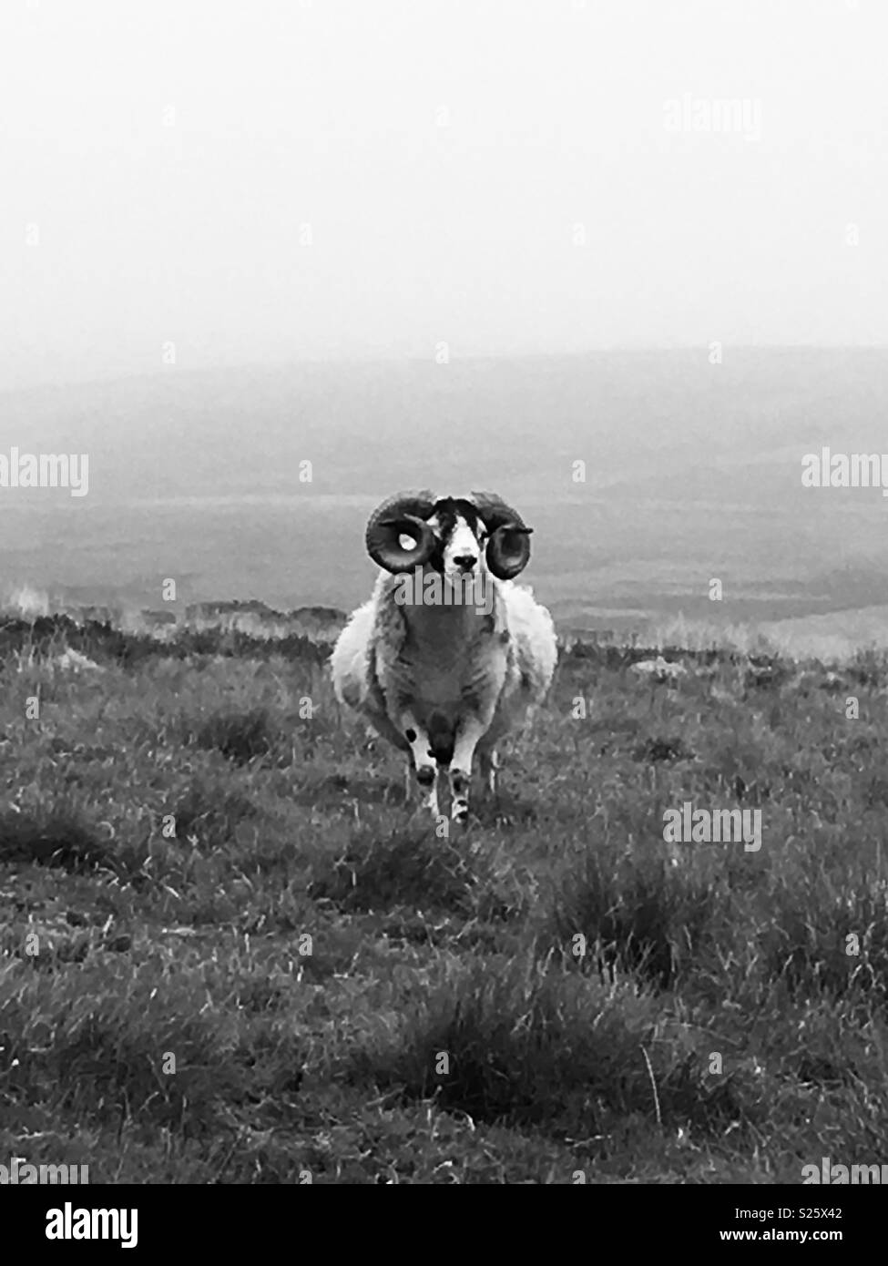Moorland pecore con corna in bianco e nero nella nebbia Foto Stock