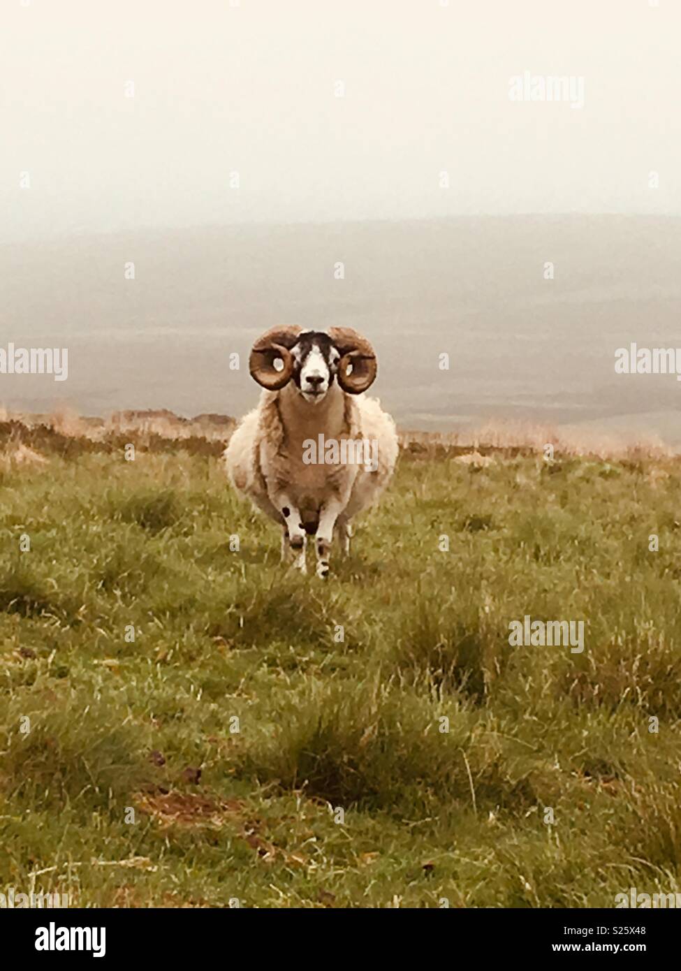 Moorland pecore con corna nella nebbia Foto Stock