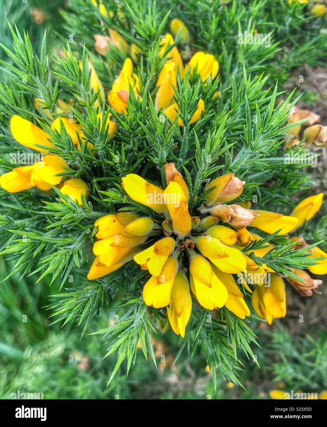 Gorse bush in piena fioritura presi in primavera nello Yorkshire Foto Stock
