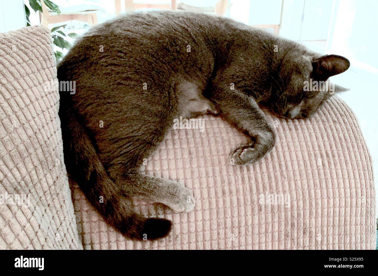 Gatto grigio che dorme sul divano 3 Foto Stock