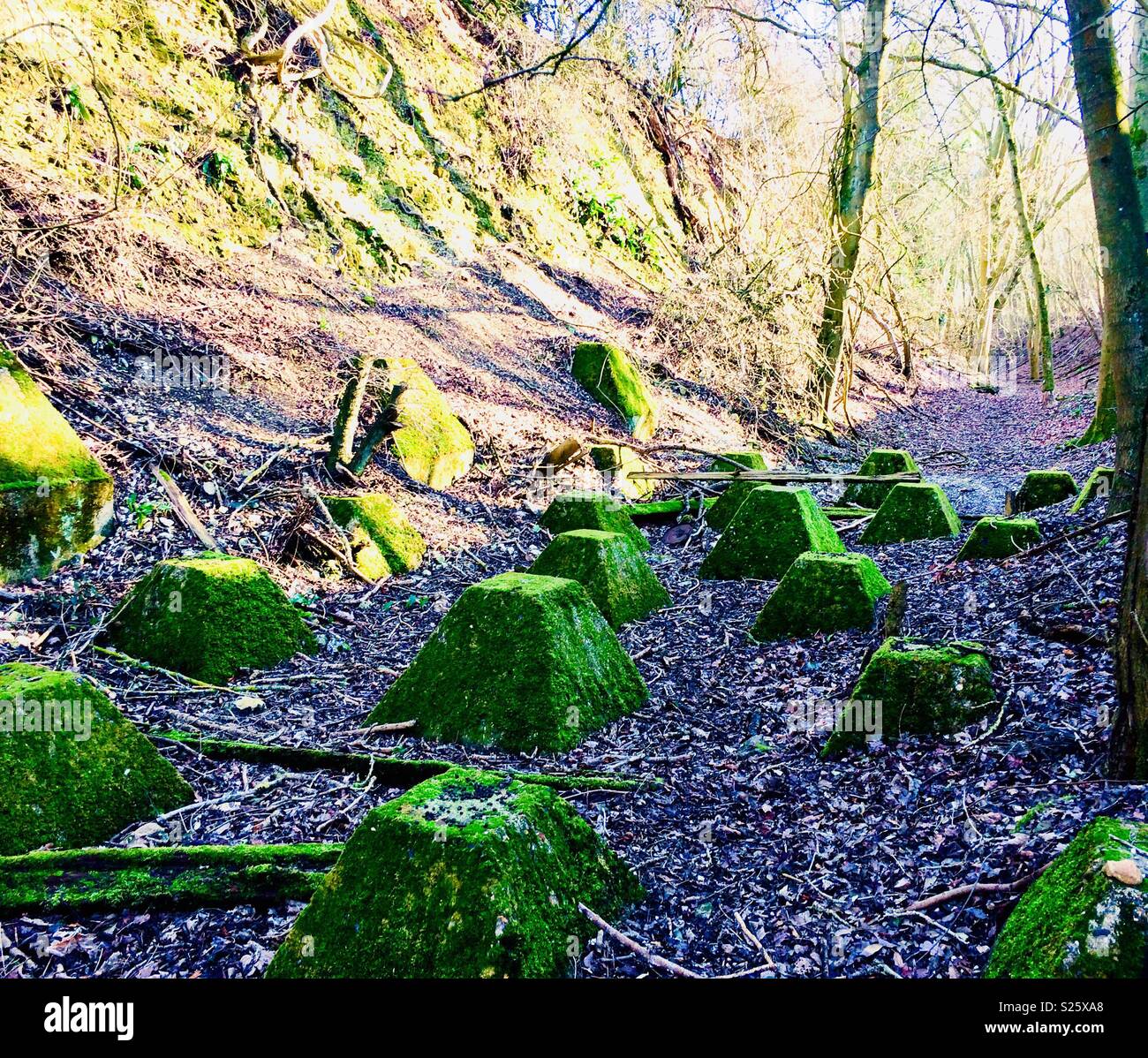 WWII trappola serbatoio "denti" sulle ginocchia di legno, Shepherdswell, Kent Foto Stock