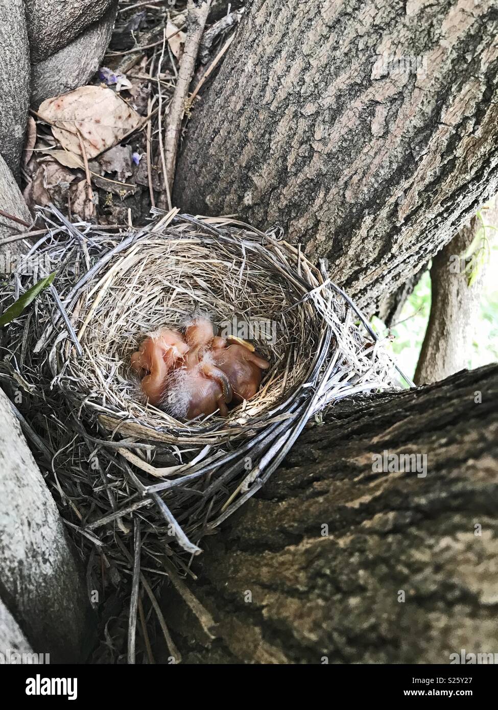 Un nido in un albero forcella con tre appena tratteggiato rosso featherless robins in Illinois. Foto Stock
