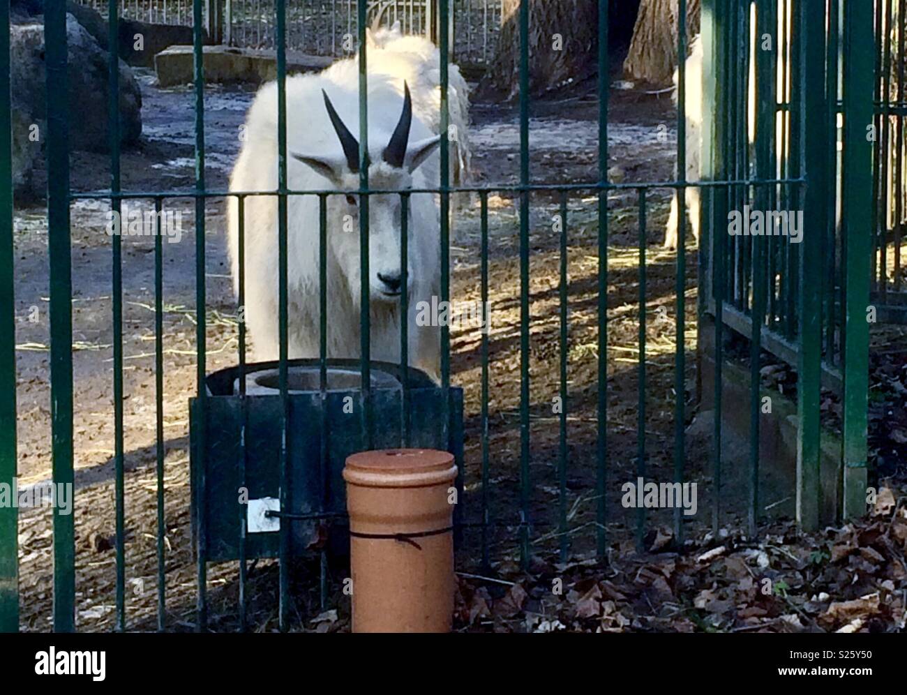 Capre di montagna Tierpark Berlin - Immagine stock catturata con smartphone