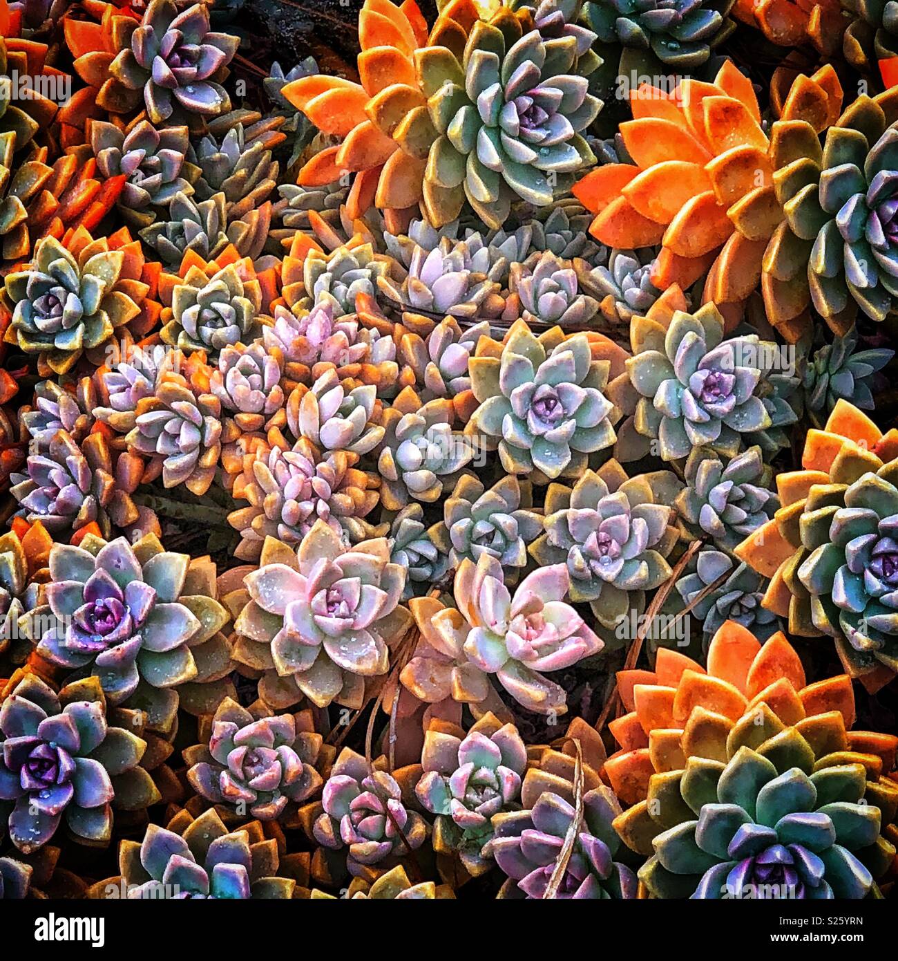 Succulente Foto Stock