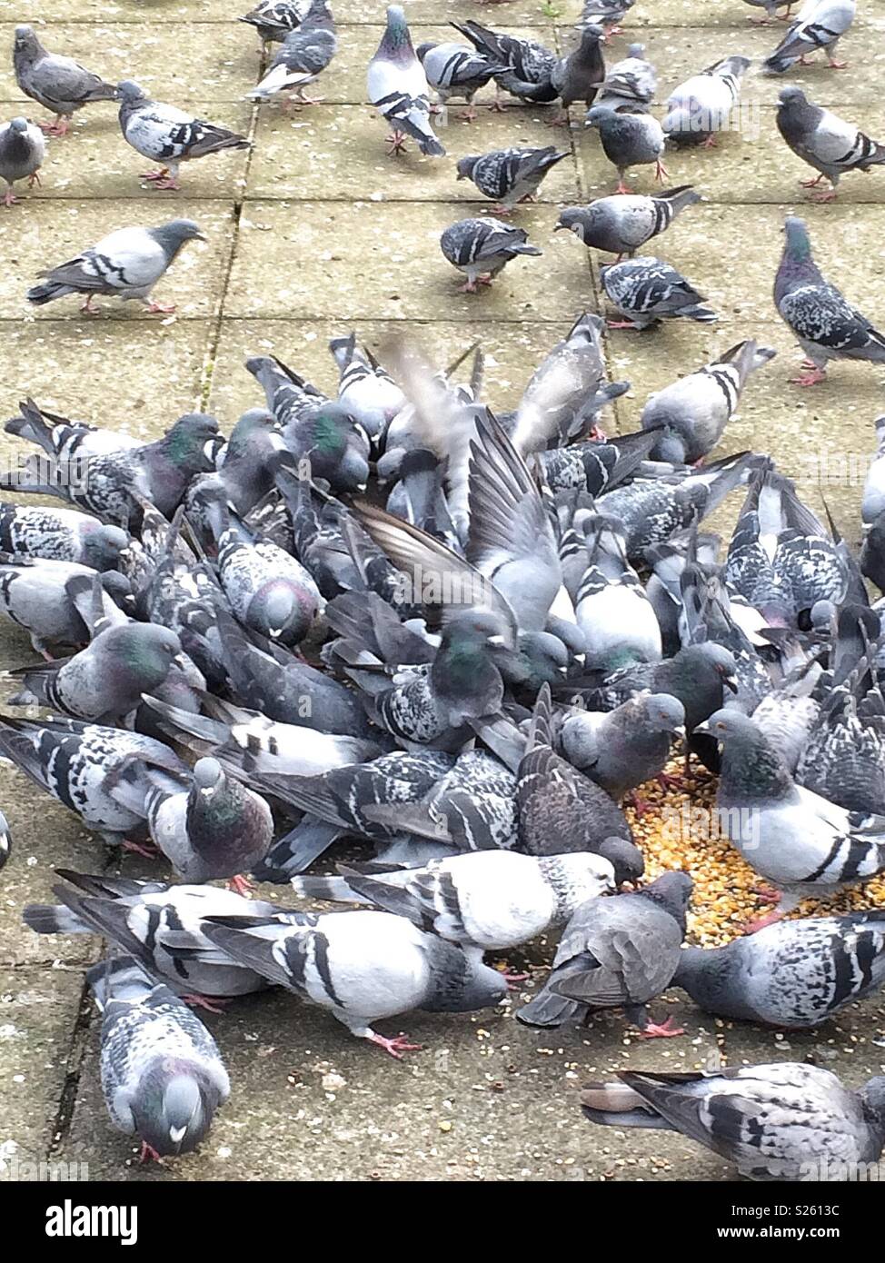 Piccioni accalcarsi intorno al seme di uccelli Foto Stock