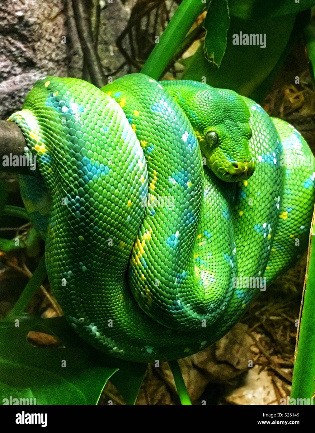 Emerald tree boa hanging off del ramo Foto Stock