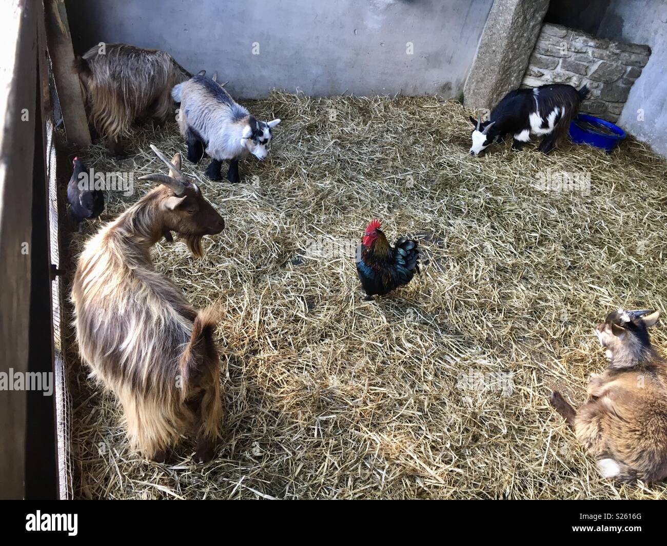 Pollo in medio di capre Foto Stock