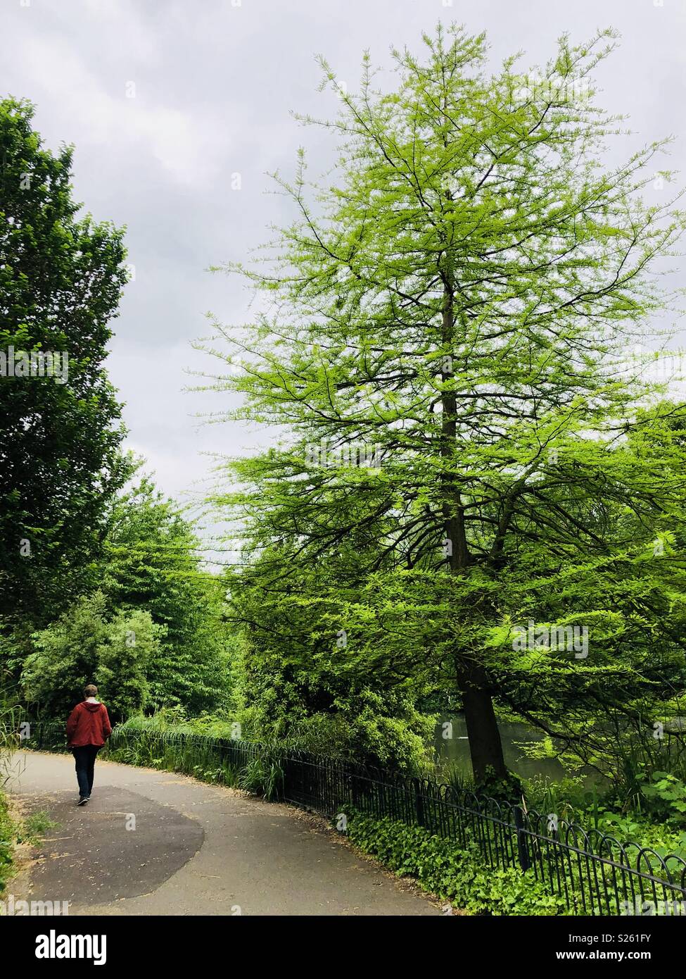 Un uomo solitario passeggiate nel parco di Battersea a Londra - Immagine stock catturata con smartphone