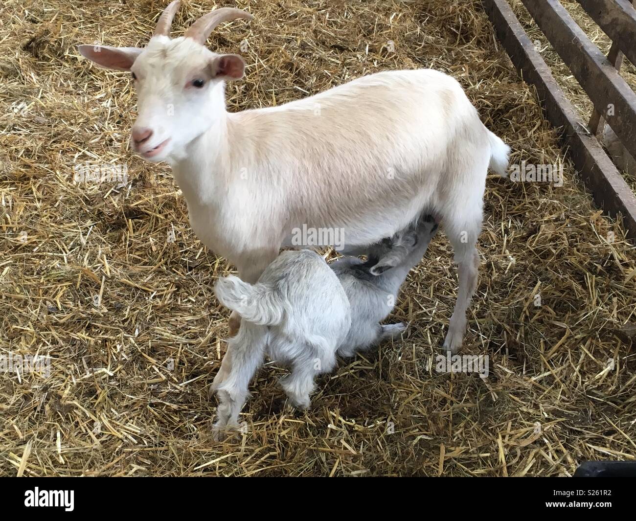 Il bambino e la madre di capra Foto Stock
