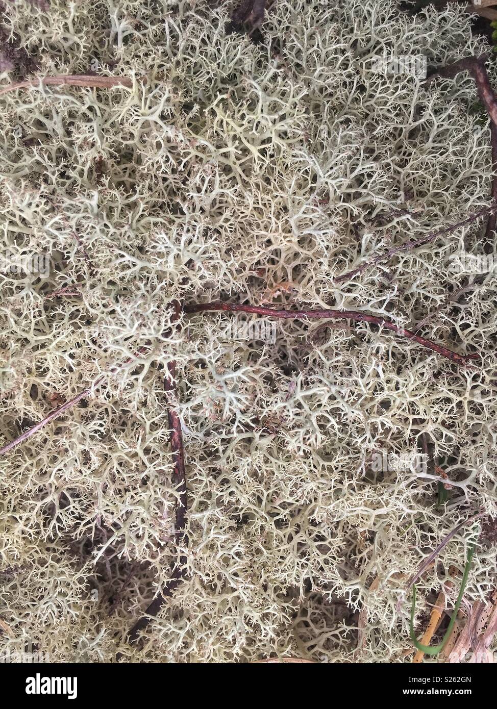 Renne nella nuova foresta in realtà si tratta di una crescita lenta crescita, lunga vita lichen, fragile quando asciutto e spugna come quando è umido. Foto Stock
