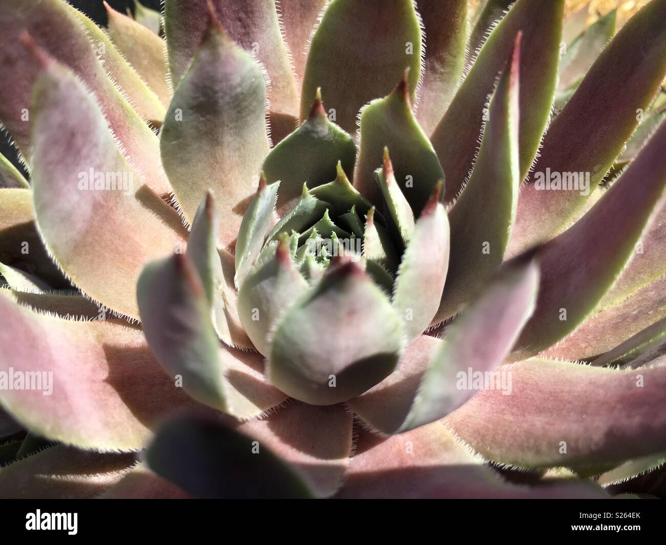 Close up Sempervivum copernicia impianto Foto Stock