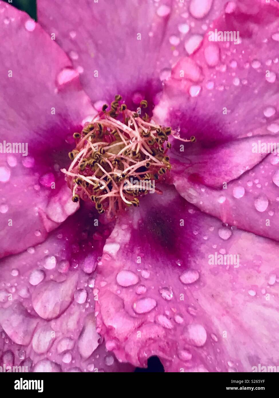 Ibridi di rosa purple rosa presso il Royal Cornish Visualizza - Immagine stock catturata con smartphone