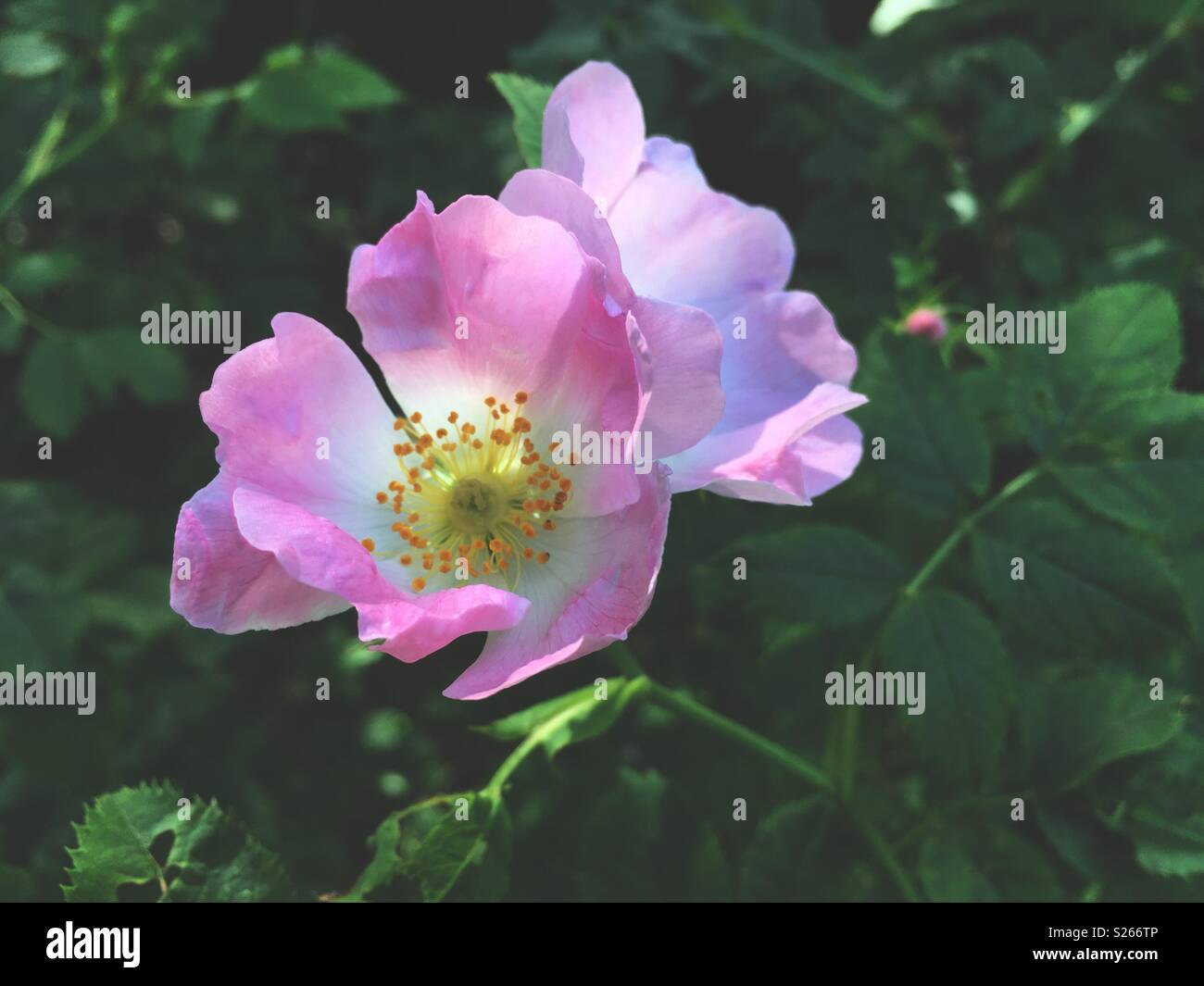 Eglantine o rosa Sweet Briar Rose Foto Stock