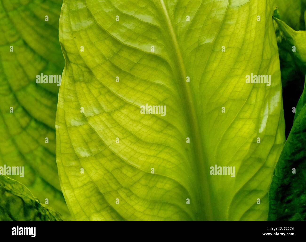 Le foglie di una pianta di acqua Foto Stock