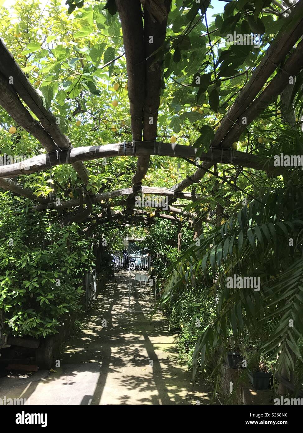 Limoni in una fabbrica di limoncello di Sorrento, Italia. Foto Stock