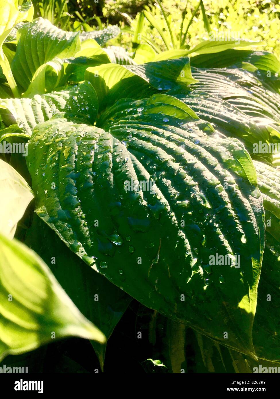 Una mattina di sole dopo una notte di pioggia - Immagine stock catturata con smartphone
