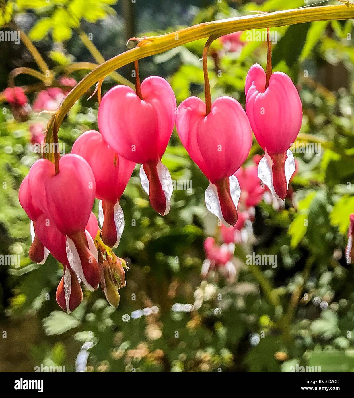 Spurgo fiore del cuore Foto Stock