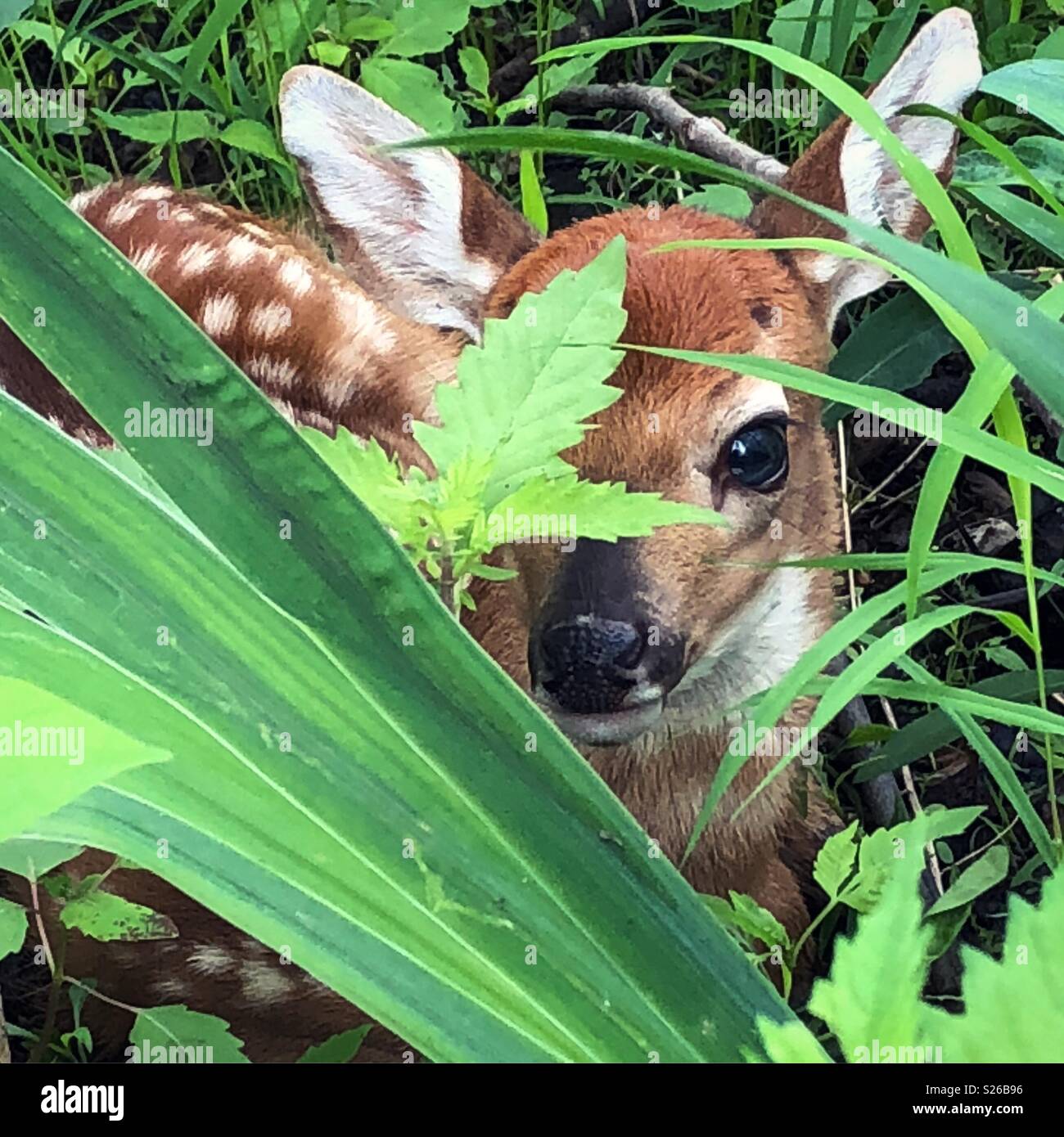 Hidden baby culbianco fawn solo un paio di giorni il vecchio - Immagine stock catturata con smartphone
