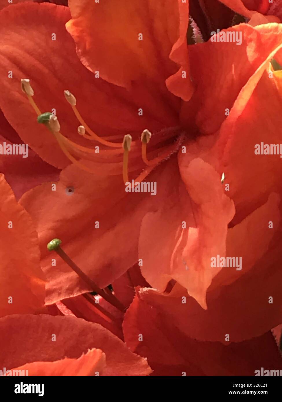 Close up di un arancio Azalea Mollis fiore Foto Stock