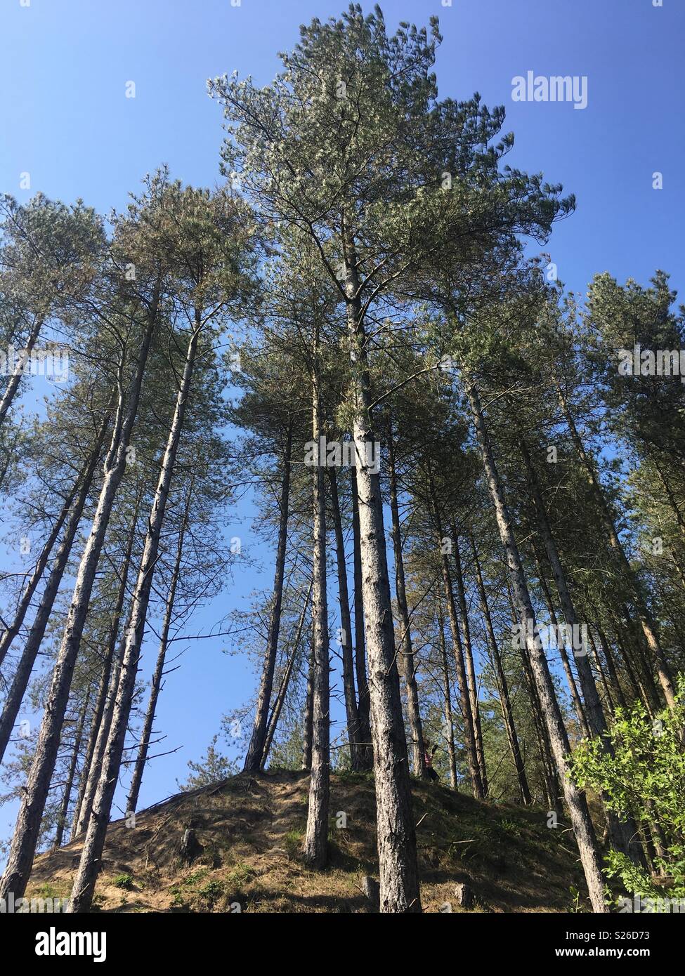 Alberi di alto fusto a foresta Newborough Foto Stock