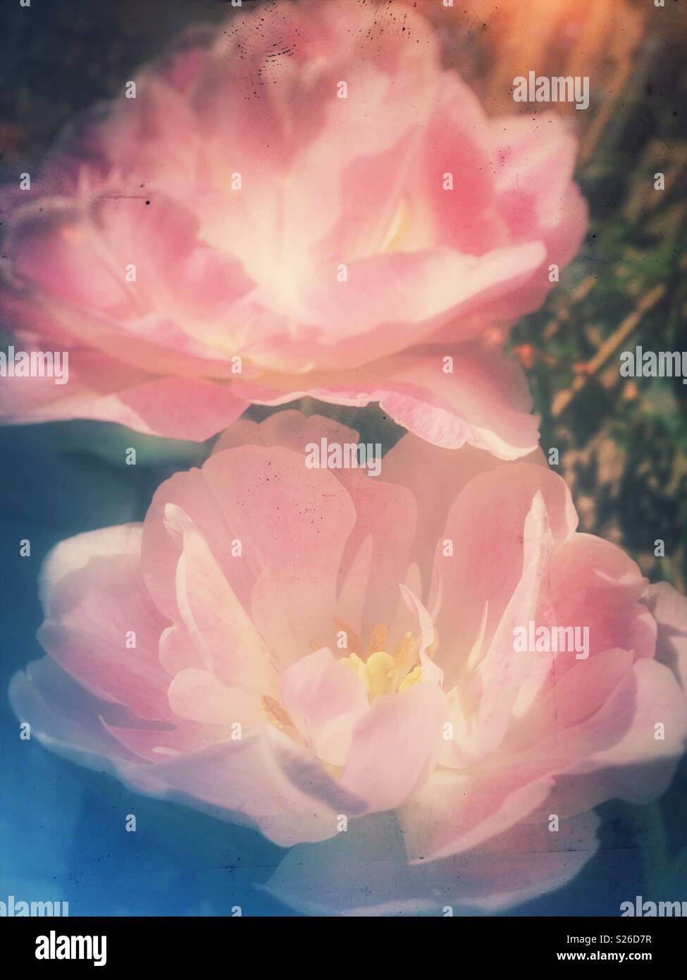 Tulipani rosa close up - Immagine stock catturata con smartphone