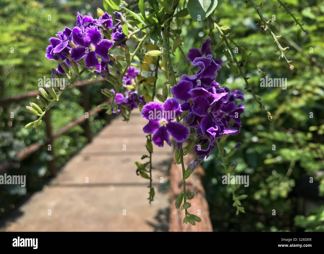 Fiori viola sovrastante un ponte di legno in un giardino soleggiato. Foto Stock