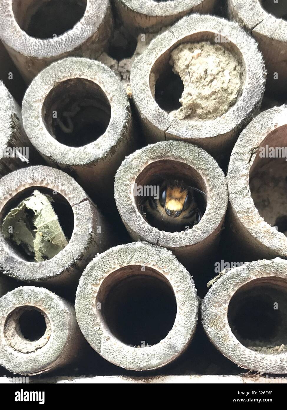 Leafcutter o muratura Bee nascosti in bee hotel - Immagine stock catturata con smartphone