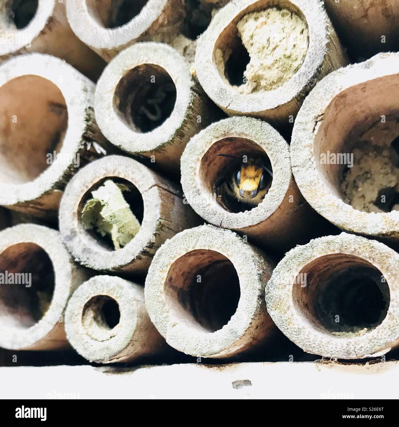 Leafcutter o muratura bee nascosti in bee hotel - Immagine stock catturata con smartphone