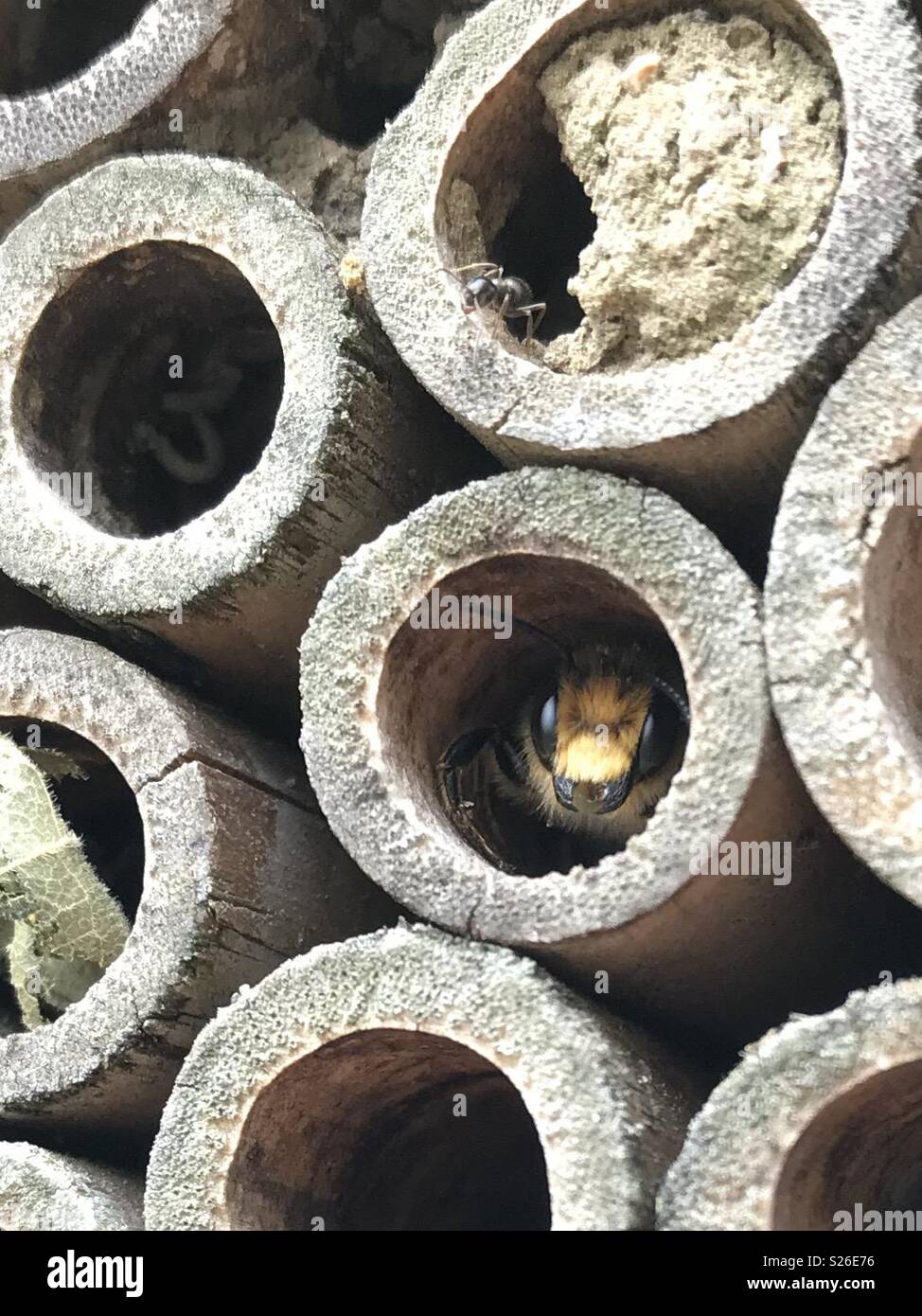 Fresa di foglia o muratura bee nascondendo in bee hotel - Immagine stock catturata con smartphone