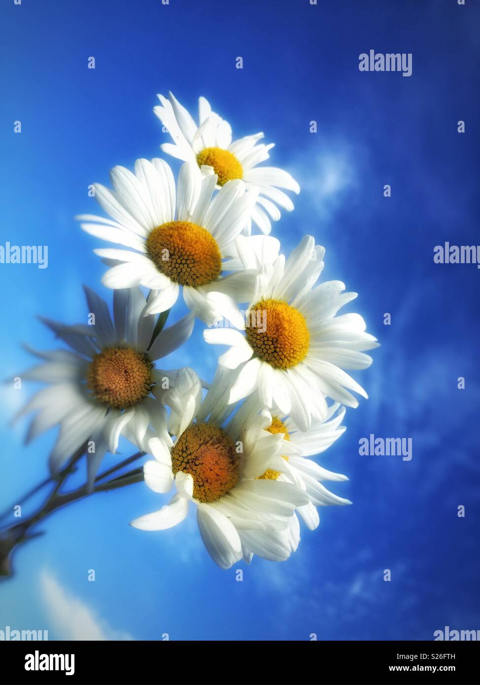 Un mazzetto di bellissimi fiori selvaggi margherite sotto un luminoso cielo blu Foto Stock