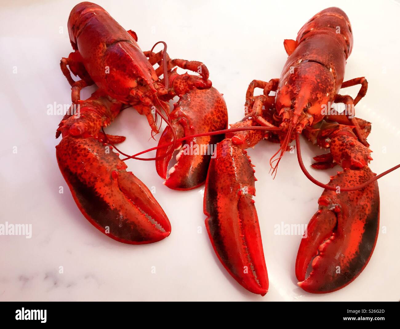 In prossimità dei due tutto il New England della lobster, completamente cotti pronti a mangiare, Stati Uniti Foto Stock