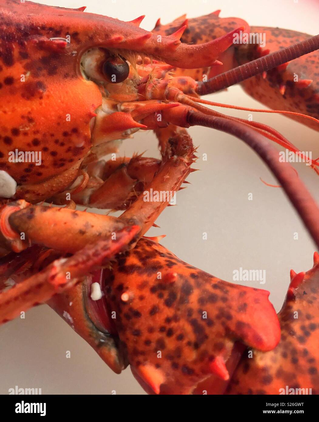 Close up completamente cucinata Maine lobster, New England, STATI UNITI D'AMERICA Foto Stock