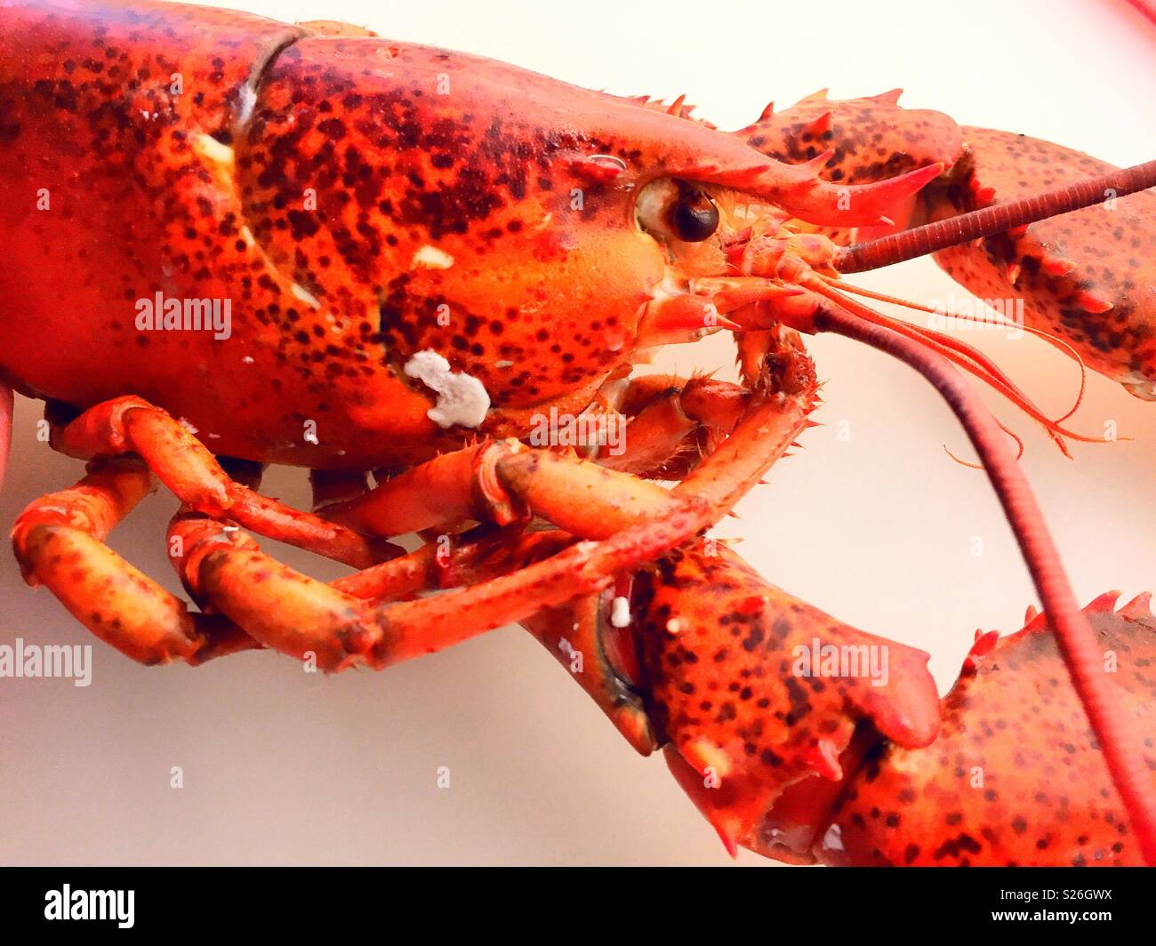 In prossimità di una cottura completa Maine lobster, New England, Stati Uniti Foto Stock