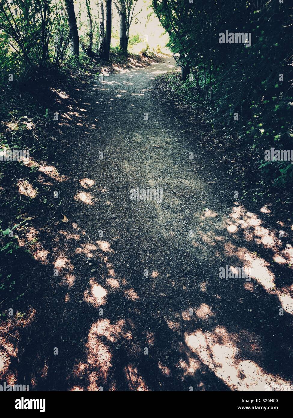 Percorso nella foresta sul giorno di sole Foto Stock